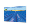 Campos de lavanda (AP0002)