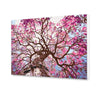 Un árbol sakura floreciente (SC0899)