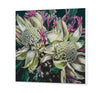 Blooming Waatah (SC0896)