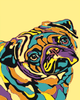 Pug colorido