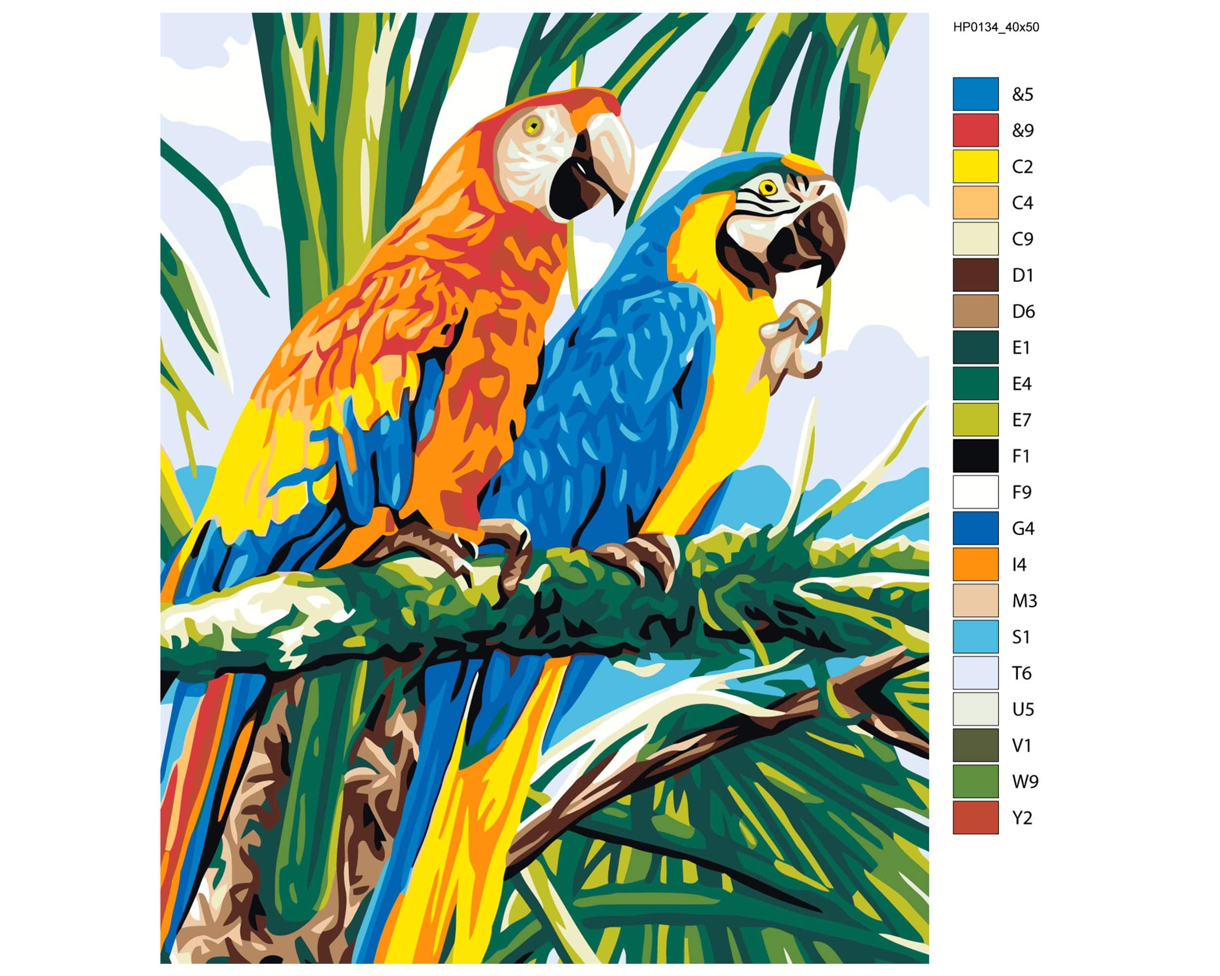 Loros tropicales (HP0134)